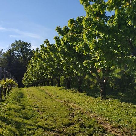 Apartma Flajban Appartement Kojsko Buitenkant foto